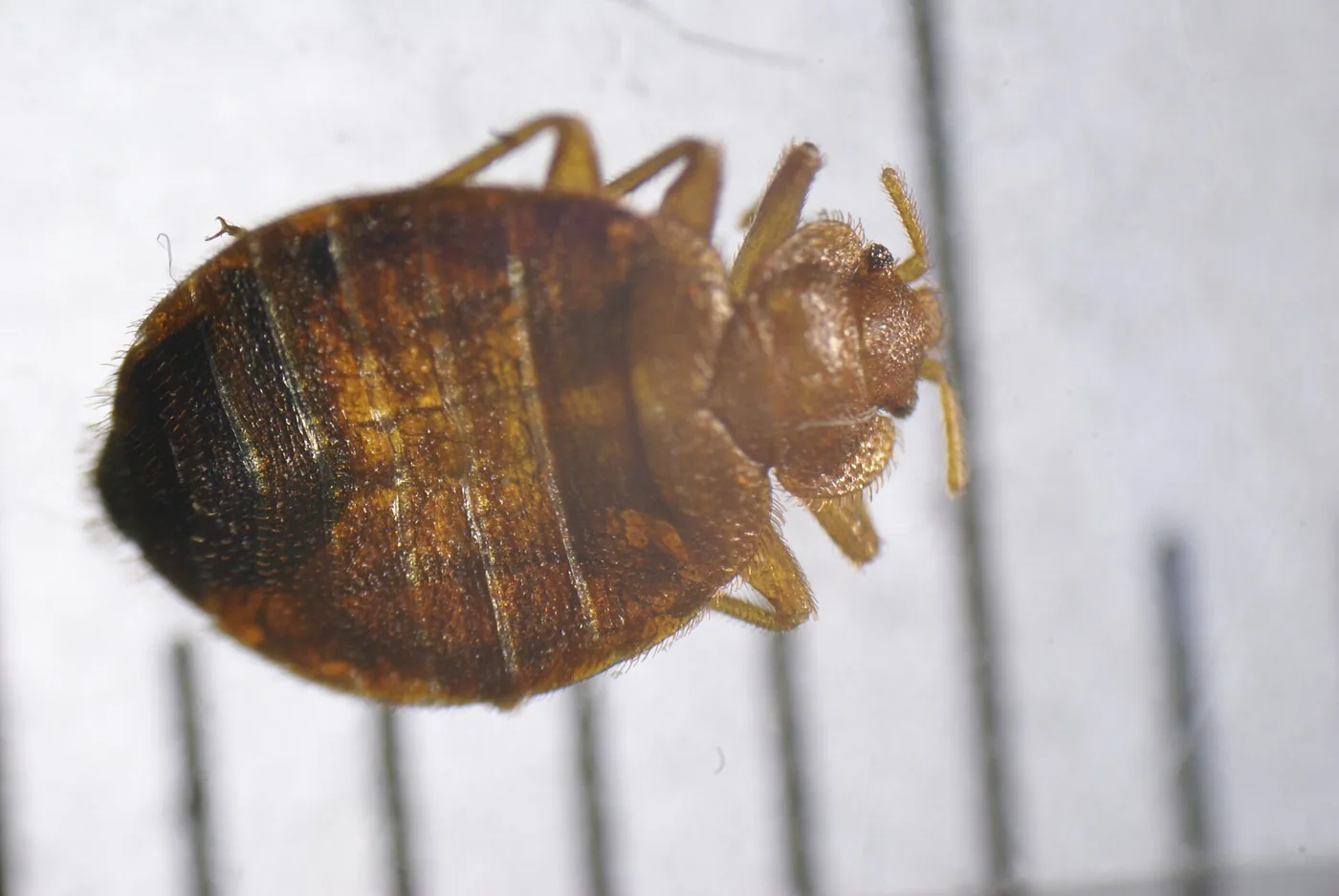 Ágyi poloska felülnézetből, milliméter skálával